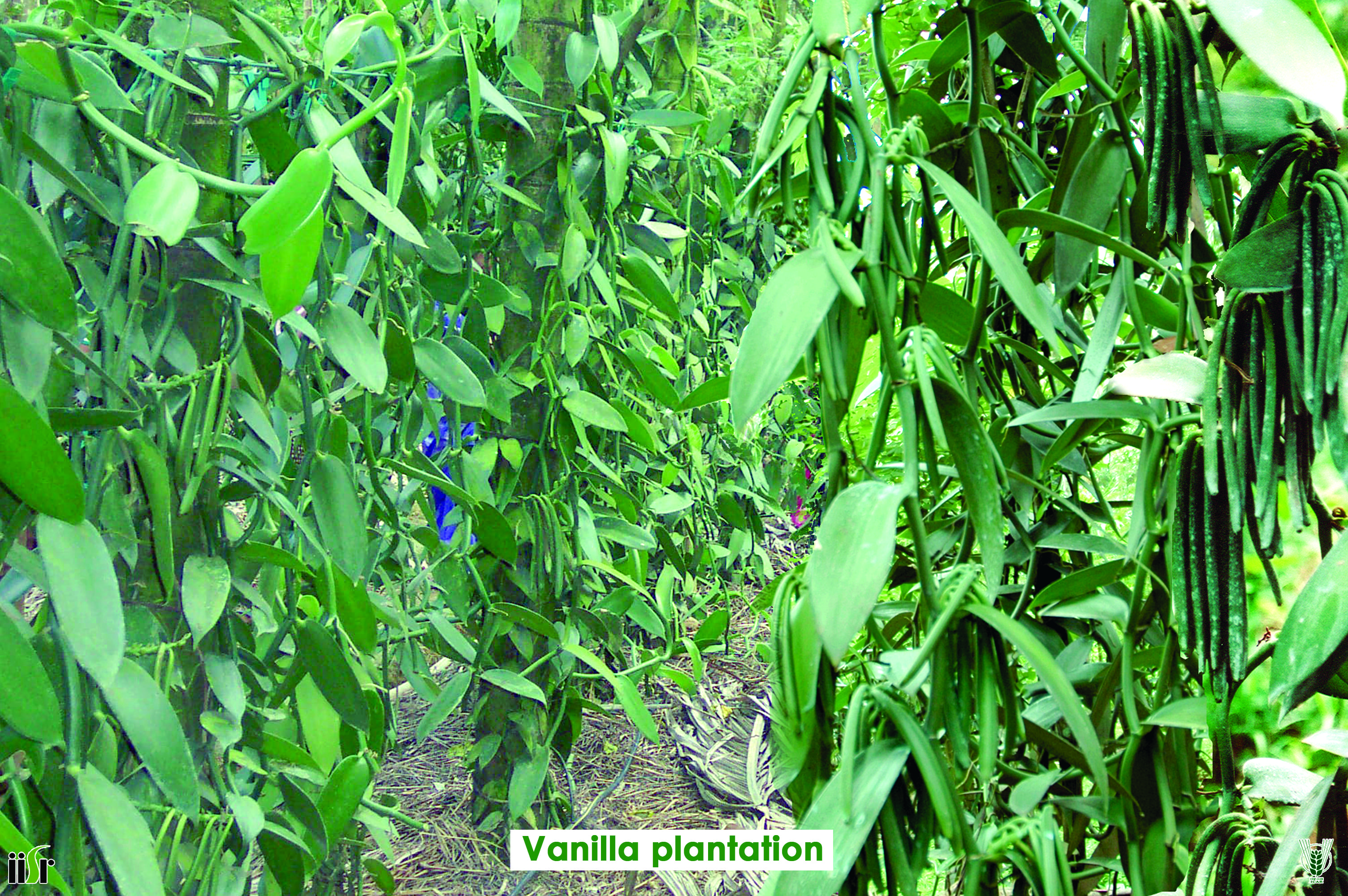 Vanilla
